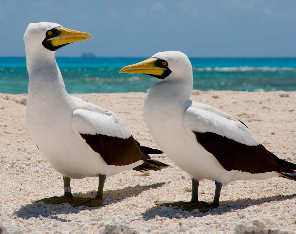 Masked Boobies