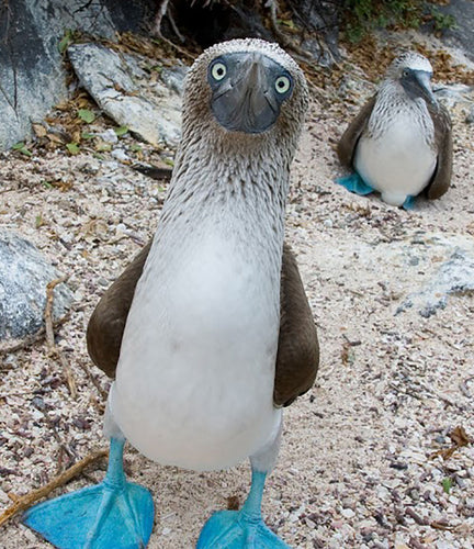 Blue Footed Booby